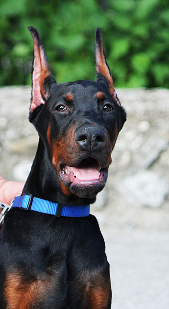 dobermann kennel degagnant